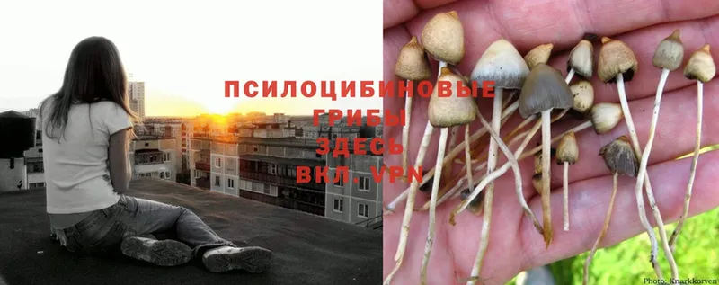 Галлюциногенные грибы Psilocybe  Гуково 